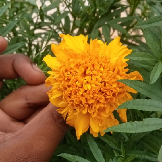 Bright yellow Spun marigold seeds