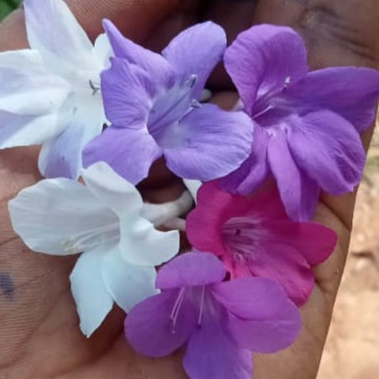 Pack of 12 Colourful December flowers combo