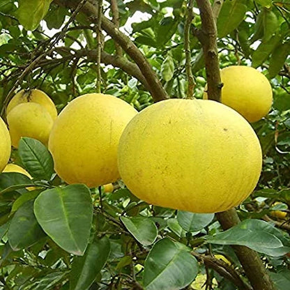 Bablimas (pomelo) Plant
