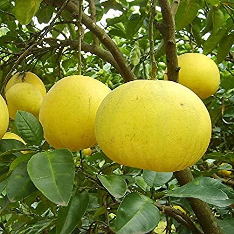 Bablimas (pomelo) Plant