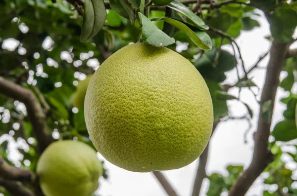 Bablimas (pomelo) Plant