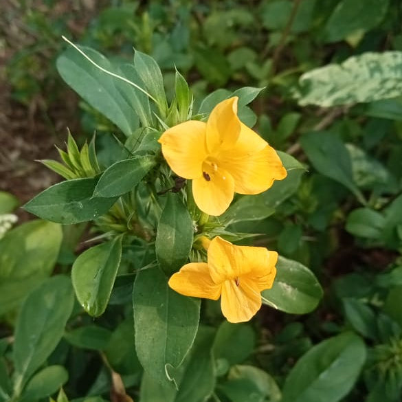 December Poo Yellow Plant (Thorn Barleria)
