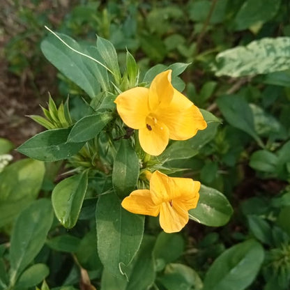 December Poo Yellow Plant (Thorn Barleria)