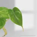 Philodendron Billienum