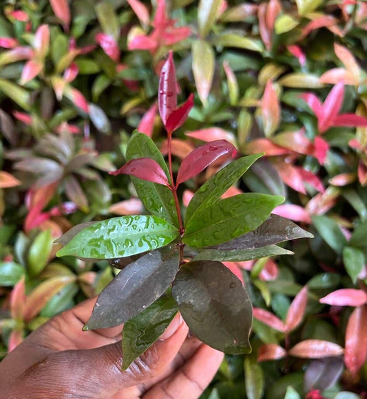 Black christina plant- Syzygium campanulatum