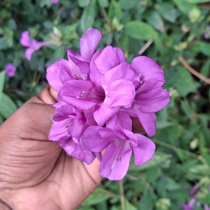 Pack of 10 Colourful December flowers combo