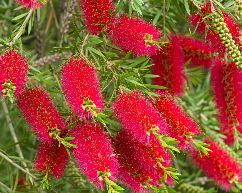 Bottle brush flower plant