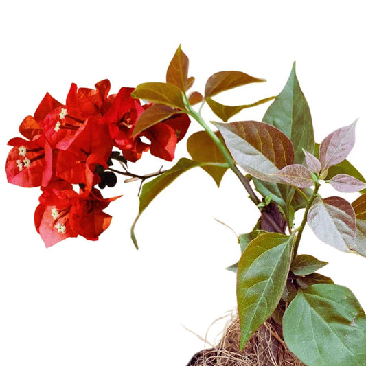 Bougainvillea crimson red flower plant