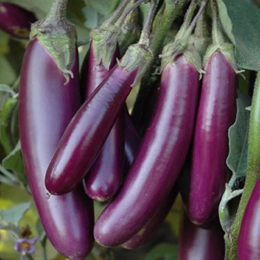 Purple long brinjasl seeds