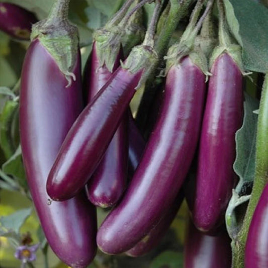 Purple long brinjasl seeds