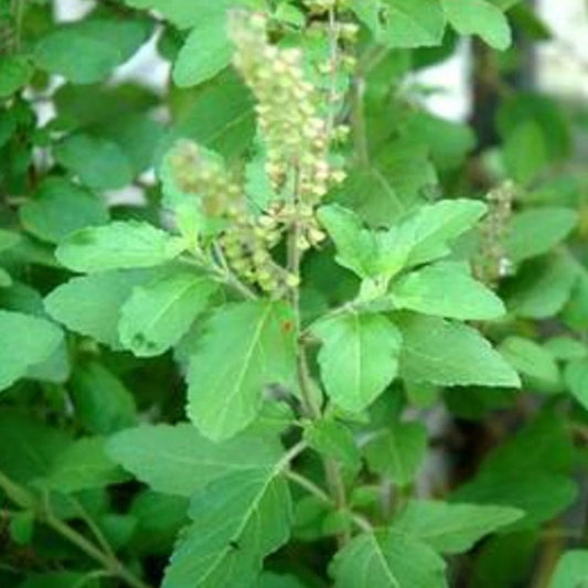 Green tulsi plant