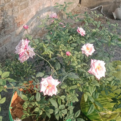 Pink seven days rose plant