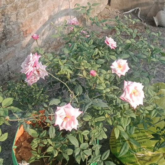 Pink seven days rose plant