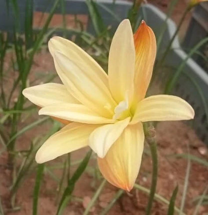 Rain lily bulb ‘Yanti chandra’