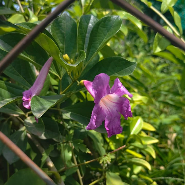 Glow vine  plant - Bignonia magnifica