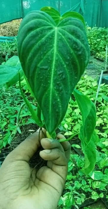 Philodendron splendid