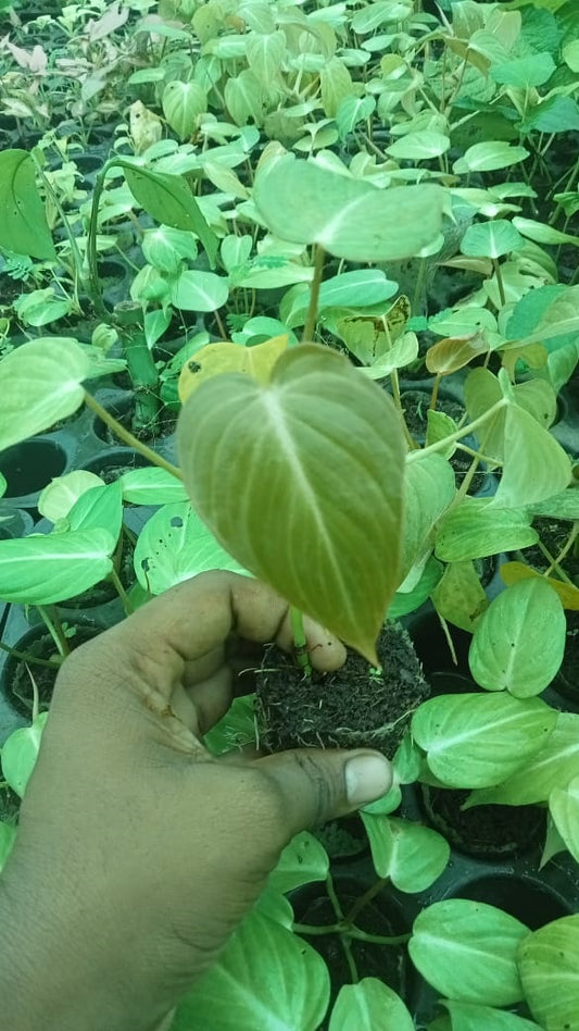 Beautiful Philodendron gloriosum