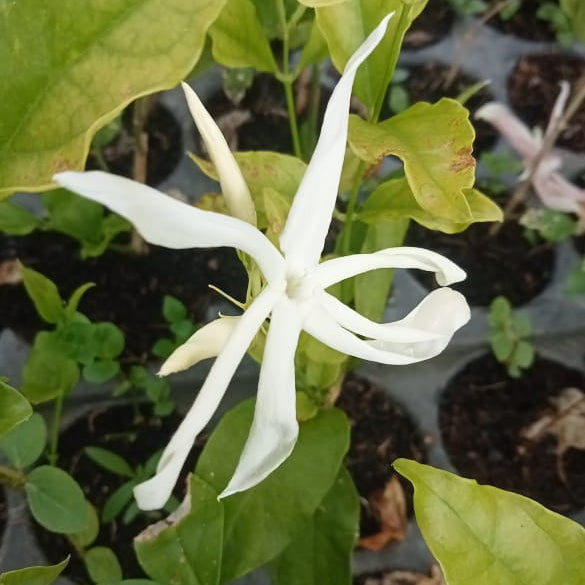 Ramarbaanam malli (Oosi Malli) - Angel Wing Jasmine