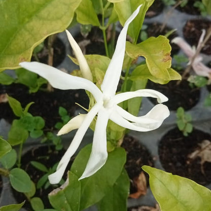 Ramarbaanam malli (Oosi Malli) - Angel Wing Jasmine