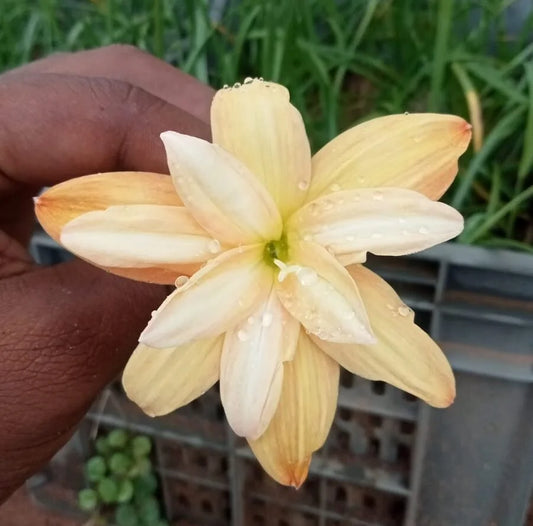 Rain lily bulb ‘Yanti chandra’