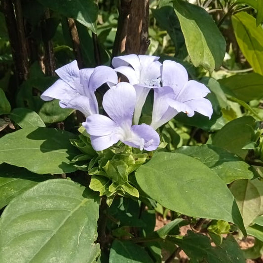 Barleria strigosa plant