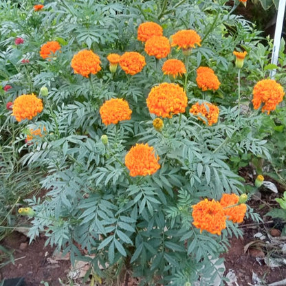 Orange teddy bear marigold seeds