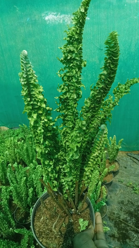 Nephrolepis Exaltata ‘Emina’ (Crinkle Fern) Pot plant