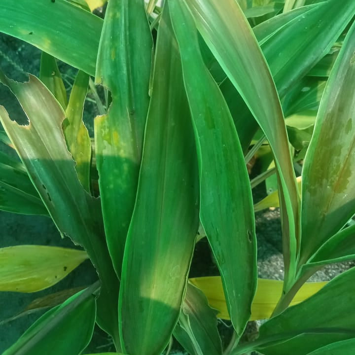 Cordyline bicolour brown plant