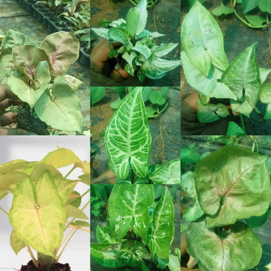 Penta syngonium plants combo