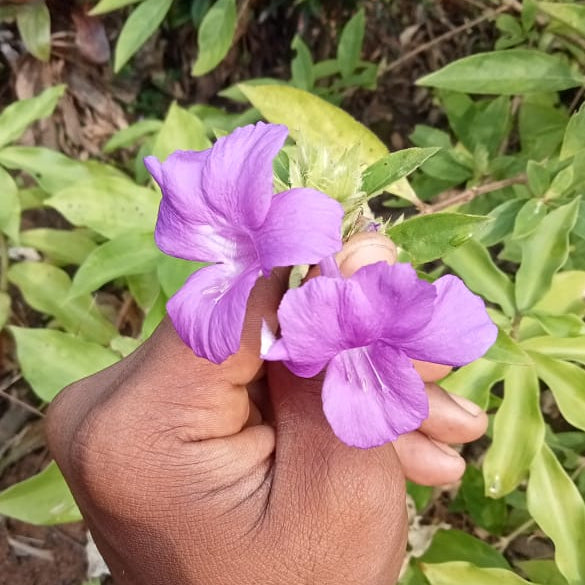 December Poo – Bluebell Barleria – Santhi Online Plants