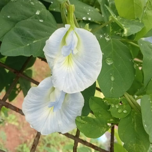 Aparajita new sky blue flower seeds
