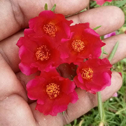 Portulaca tiara red plant