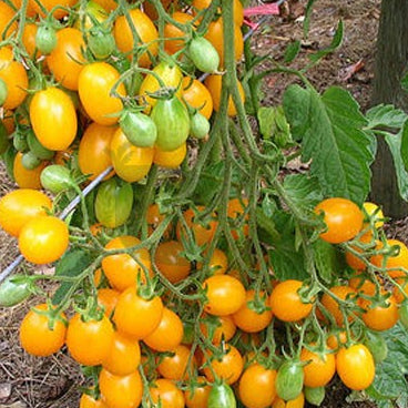 Chedi thakkali seeds