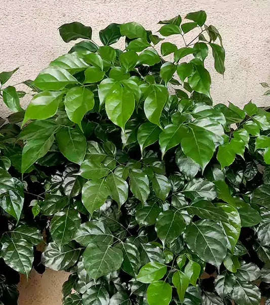 Chinadoll plant Radermachera sinica