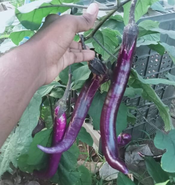 Chinese string brinjal seeds