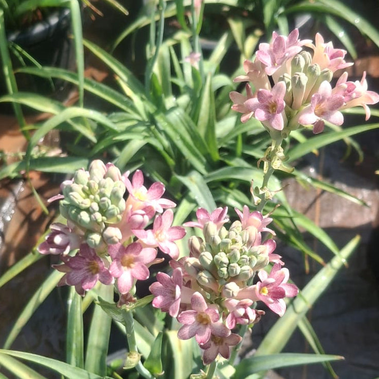 Tuberose cindrella bulb