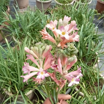 Tuberose cindrella bulb