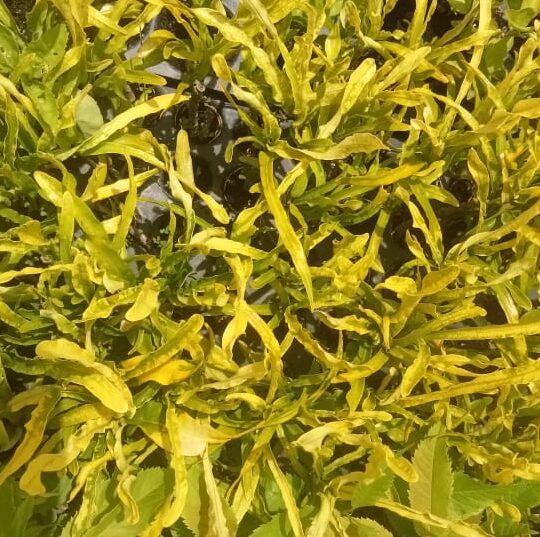 Codiaeum variegatum golden curly leaf plant