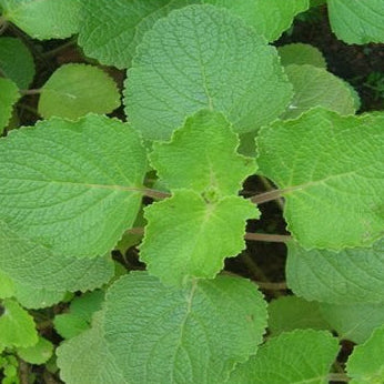 Vilamichchai ver or karuppu vettiver - Coleus zeylanicus plant (Iruveli or Indian Coleus)