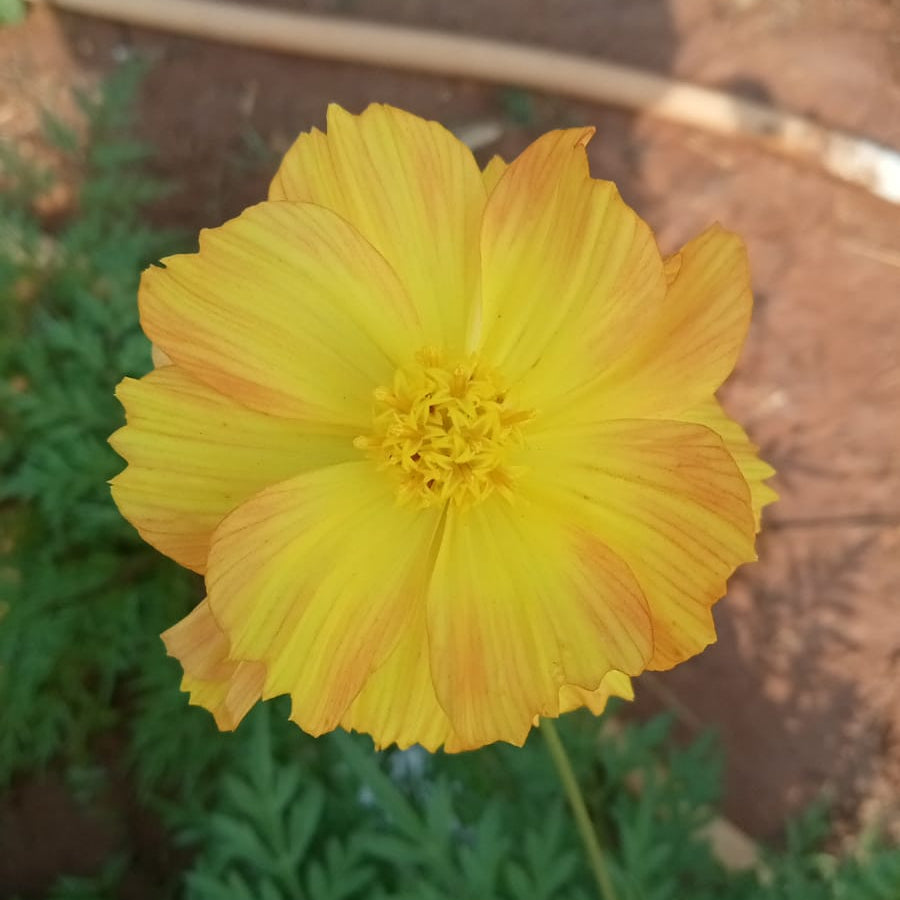 Colour changing fluorescent yellow cosmos seeds