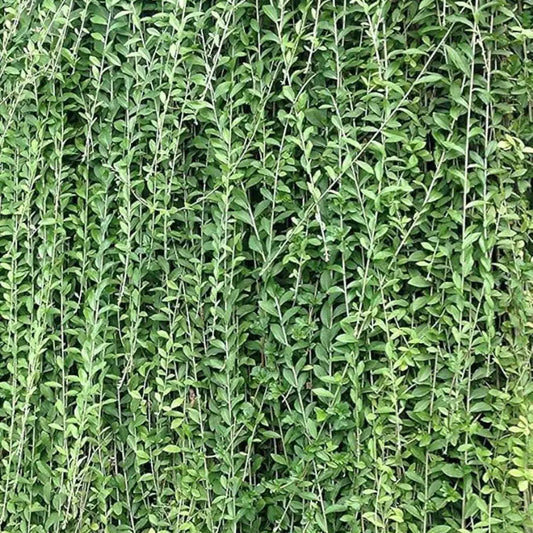 curtain creeper plant - Vernonia elaeagnifolia