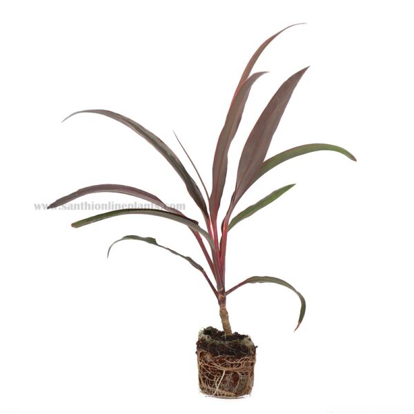 Cordyline australis purpurea