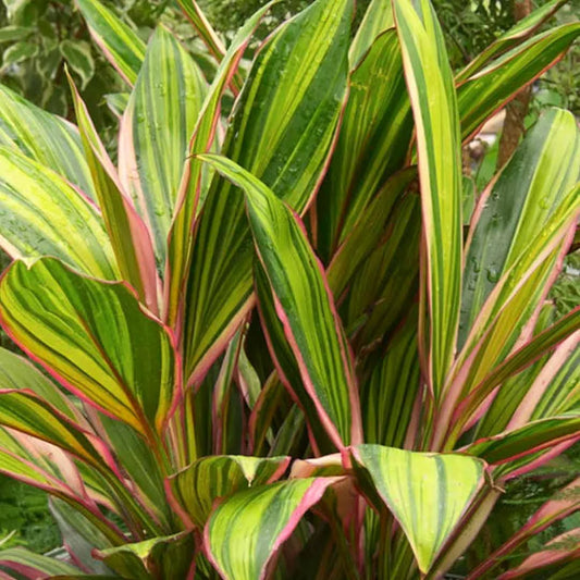 Cordyline fruticosa ‘celestial queen’