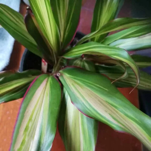 Cordyline fruticosa kiwi