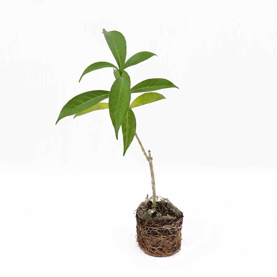 Crape Jasmine Single Medium – Santhi Online Plants