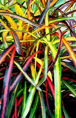 Colorful Zanziber croton plant