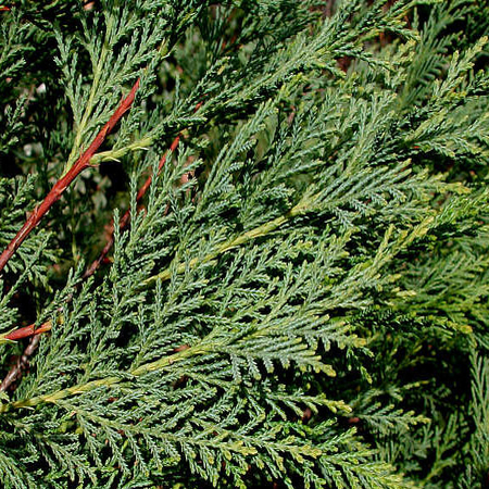 Green cypress plant : Attractive Evergreen Serenity