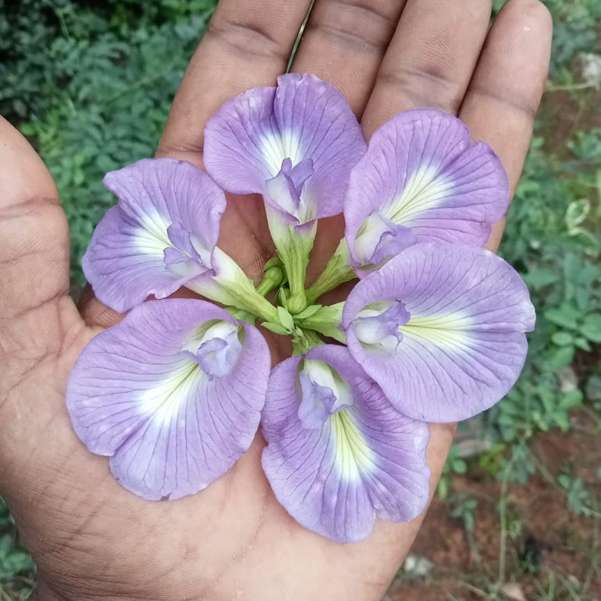Purple Clitoria Seeds