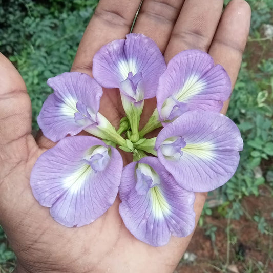 Purple Clitoria Seeds