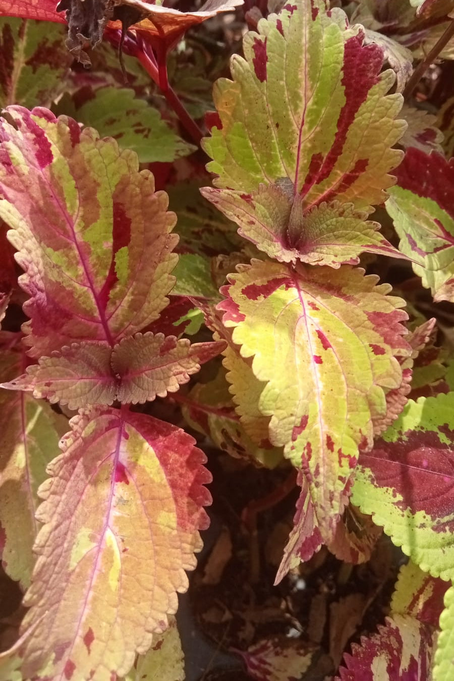Coleus tricolor mosaic plant